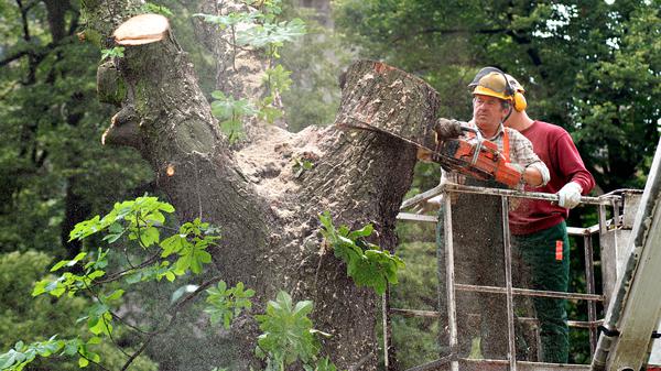 Baumfällung in Berlin.