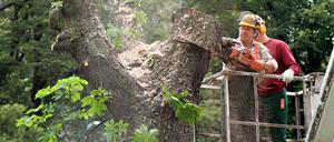Baumfällung am Berliner Landwehrkanal# Am Reichpietschufer werden stattliche Kastanien gefällt, fotografiert am 5.7.2007. Trotz laufender Verhandlungen mit Bürgerinitiativen, Bezirken und Umweltverbänden ließ das Berliner Wasser- und Schifffahrtsamt (WSA) unter starkem Polizeischutz 22 Bäume fällen, die angeblich die Uferbefestigung des Landwehrkanals zerstören und die Sicherheit der Schifffahrt gefährden. Dem WSA war vorgeworfen worden, die Sperrung willkürlich verfügt zu haben, um Druck aufzubauen - die Ausflugsreedereien waren die Leidtragenden. Foto: Mike Wolff