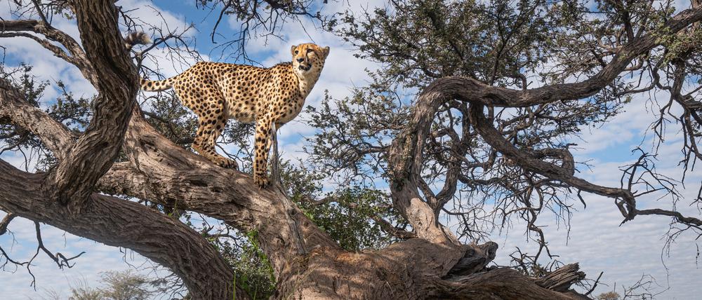 Markierungsbäume wie hier in Zentralnamibia sind Hotspots in Geparden-Revieren.