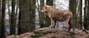 Wölfe reißen Schafe, Menschen schlachten sie. 