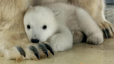Das Eisenbärenjunge sitzt im Tierpark Hagenbeck in Hamburg auf den Pfoten seiner Mutter Victoria. 
