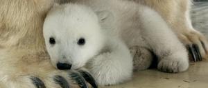Das Eisenbärenjunge sitzt im Tierpark Hagenbeck in Hamburg auf den Pfoten seiner Mutter Victoria. 
