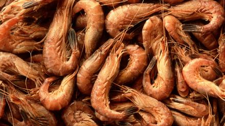 Lecker: Nordseekrabben sind beliebt. Doch beim Fang wird der Meeresboden berührt, das stört Umweltschützer und die EU.   