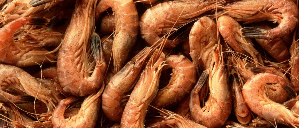 Lecker: Nordseekrabben sind beliebt. Doch beim Fang wird der Meeresboden berührt, das stört Umweltschützer und die EU.
