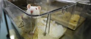 Chinesische Klon- und Stammzellforscher haben Mäuse gezüchtet, die nur väterliches Erbgut enthalten.