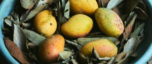 A top view closeup of ripe mangoes inside of a blue bowl with leaves on the ground