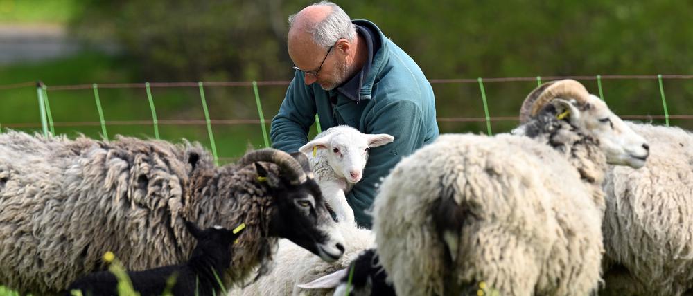 Schäfer Björn Hagge greift sich ein Lamm aus einer Schafherde.