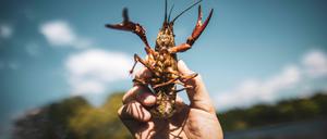 ARCHIV - 10.06.2022, Berlin: ILLUSTRATION - Ein Berufsfischer zeigt einen Sumpfkrebs, der mit einer Reuse in einem See im Britzer Garten gefangen worden ist. Nach jahrelanger Bekämpfung invasiver Roter Amerikanischer Sumpfkrebse in Berlin kommt das bisherige Vorgehen auf den Prüfstand. (zu dpa: «Sumpfkrebs-Bekämpfung in Berlin kommt auf den Prüfstand») Foto: Carsten Koall/dpa +++ dpa-Bildfunk +++