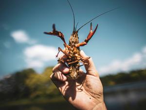 ARCHIV - 10.06.2022, Berlin: ILLUSTRATION - Ein Berufsfischer zeigt einen Sumpfkrebs, der mit einer Reuse in einem See im Britzer Garten gefangen worden ist. Nach jahrelanger Bekämpfung invasiver Roter Amerikanischer Sumpfkrebse in Berlin kommt das bisherige Vorgehen auf den Prüfstand. (zu dpa: «Sumpfkrebs-Bekämpfung in Berlin kommt auf den Prüfstand») Foto: Carsten Koall/dpa +++ dpa-Bildfunk +++