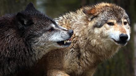 Junge Wölfe spielen in einem Wildpark in ihrem Gehege. 