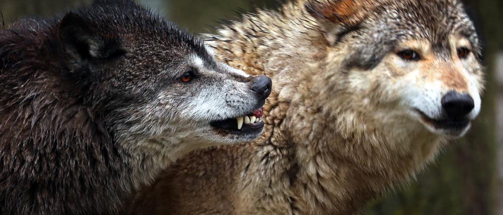 Junge Wölfe spielen in einem Wildpark in ihrem Gehege.