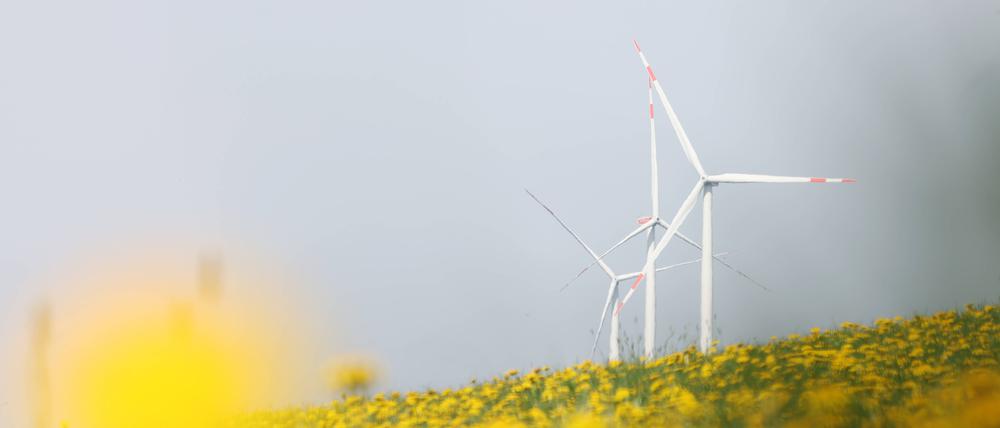 Frühlingstag mit Sonnenschein (Archivbild).