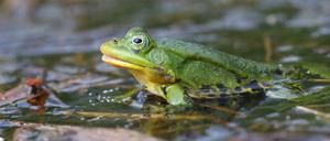 Der Kleine Wasserfrosch quakt rund um die Uhr. Wenn die Sonne scheint, ist er sogar besonders laut.