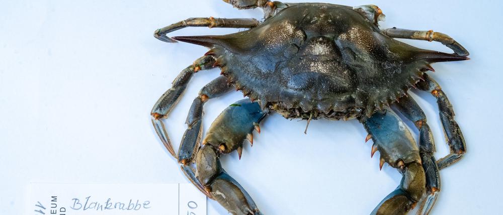 Die Blaukrabbe wurde im April 2023 am Strand des Ostseebades Ahlbeck gefunden.