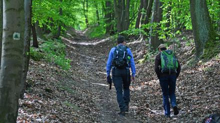Bergauf und bergab. Wandern durch den Wald. 