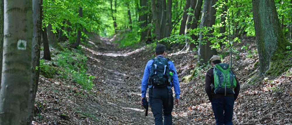 Bergauf und bergab. Wandern durch den Wald. 