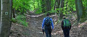 Bergauf und bergab. Wandern durch den Wald. 