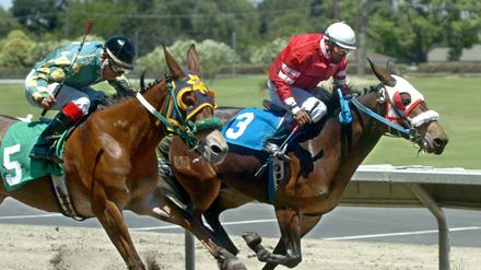 Erster beim Klonen, nur vierter beim Pleasanton-Rennen: Idaho Gem.