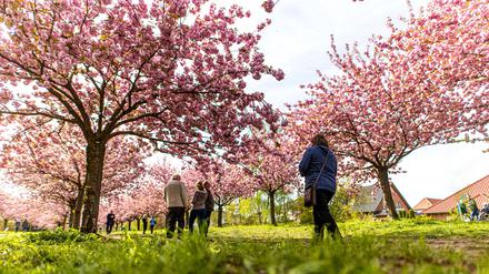 Kirschblüten in Berlin.