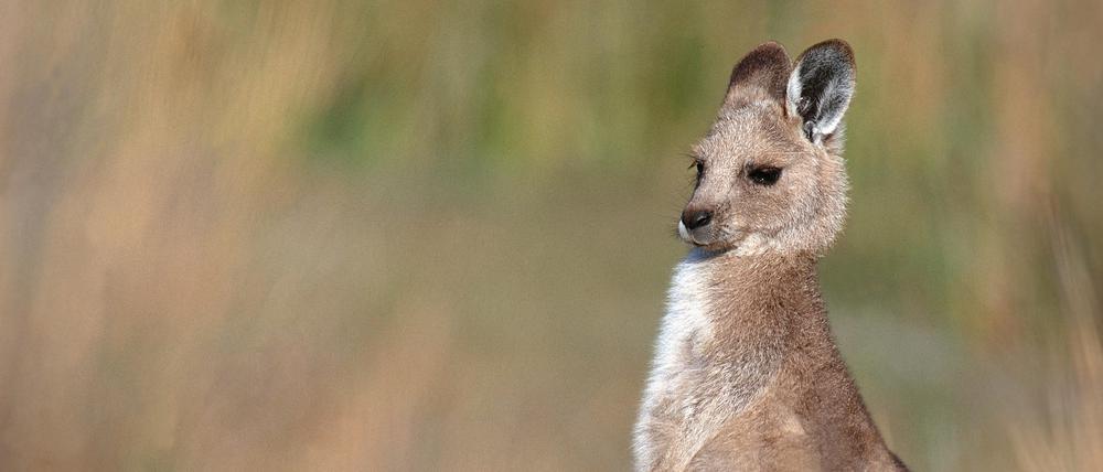Oestliches Graues Riesenkaenguru, Oestliches Graues Riesenkaenguruh (Macropus giganteus), Jungtier, Australien, Murramarang Nationalpark | eastern gray kangaroo (Macropus giganteus), juvenil, Australia, Murramarang National Park