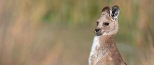 Oestliches Graues Riesenkaenguru, Oestliches Graues Riesenkaenguruh (Macropus giganteus), Jungtier, Australien, Murramarang Nationalpark | eastern gray kangaroo (Macropus giganteus), juvenil, Australia, Murramarang National Park