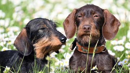 Die Rauhaar-Kaninchen-Teckel Prada (l) und Pia sitzen auf einer Wiese. Mehr als 6000 Hunde gibt es vom 12.-14. Mai bei der Messe «Dogs & Fun» in Dortmund zu sehen.