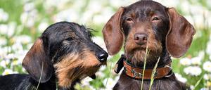 Die Rauhaar-Kaninchen-Teckel Prada (l) und Pia sitzen auf einer Wiese. Mehr als 6000 Hunde gibt es vom 12.-14. Mai bei der Messe «Dogs & Fun» in Dortmund zu sehen.