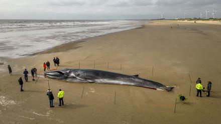 Menschen stehen am Kadaver eines 17 Meter langen Finnwals (Balaenoptera physalus), der am Strand in East Yorkshire liegt.