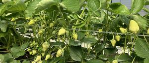 Noch sind die Brandenburger Erdbeeren zu grün. Das Wetter ist dieses Jahr so kalt wie in den 80ern.