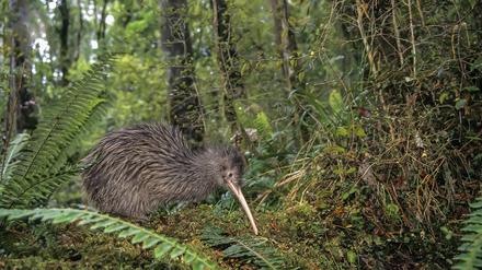Ein männlicher Okarito Brown Kiwi (Apteryx rowi) im Regenwald in Westland, South Island, Neuseeland.