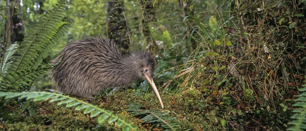 Ein männlicher Okarito Brown Kiwi (Apteryx rowi) im Regenwald in Westland, South Island, Neuseeland.