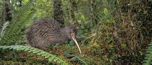 Ein männlicher Okarito Brown Kiwi (Apteryx rowi) im Regenwald in Westland, South Island, Neuseeland.