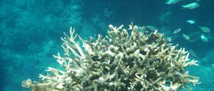 Korallen am Great Barrier Reef, die von der Korallenbleiche betroffen sind, vor der Küste von Cairns. 