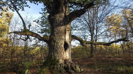 Eine Stieleiche im Urwald Sababurg.