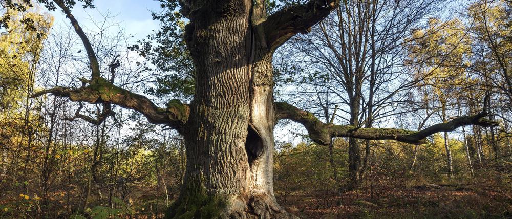 Eine Stieleiche im Urwald Sababurg.