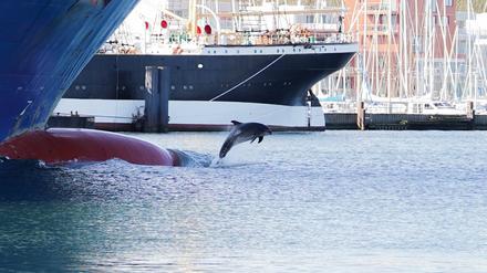 Der Delfin „Delle“ ist zwischen Schiffen an der Trave zu sehen.