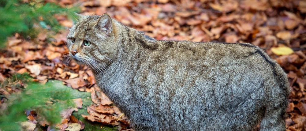 Eine Europäische Wildkatze, hier aufgenommen im Nationalpark Bayerischer Wald.