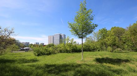 EIn Standort ist die Brache der alten Auffahrt zum Wohngebiet Zentrum Ost in Potsdam.