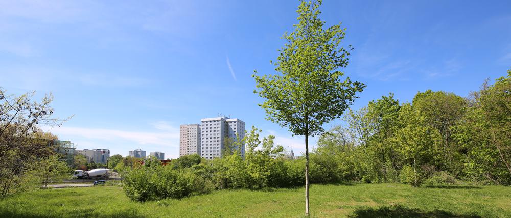 EIn Standort ist die Brache der alten Auffahrt zum Wohngebiet Zentrum Ost in Potsdam.