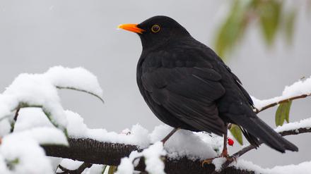 Eine Amsel sitzt auf dem schneebedeckten Ast eines Strauches in Berlin, 2009.