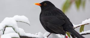 Eine Amsel sitzt auf dem schneebedeckten Ast eines Strauches in Berlin, 2009.