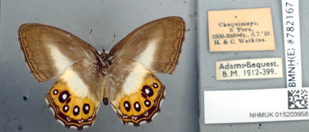 Ein Foto des Naturhistorischen Museums zeigt einen Schmetterling einer neuen Gruppe, die nach dem Herr-der-Ringe-Bösewicht Sauron benannt worden ist. 