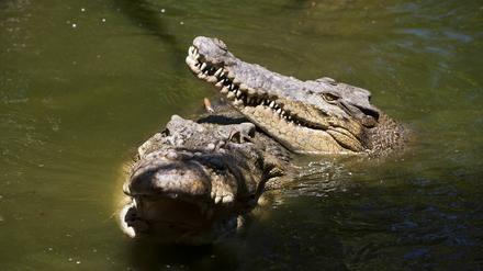 Ein Leistenkrokodil in Australien.