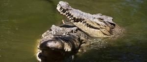 Ein Leistenkrokodil in Australien.