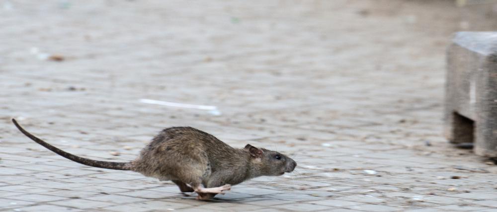 ARCHIV - 08.04.2014, Berlin: Eine Ratte läuft, aufgeschreckt durch die Aufräumabeiten der Stadtreinigung. In großen Städten fühlen sich Ratten wohl, vor allem an Flüssen und Kanälen. Mit speziellen Köderboxen in der Kanalisation ist die Stadt Stuttgart Ratten auf der Spur. (zu dpa: «Kot im Kanal - Den Stadtratten auf der Spur») Foto: Bernd von Jutrczenka/dpa +++ dpa-Bildfunk +++