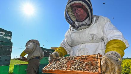 PRODUKTION - 09.05.2023, Brandenburg, Niederjesar: Eberhard Theis (r), Imker, und sein Sohn Lutz überprüfen die Beuten (Bienenkästen) am Rande eines blühenden Rapsfeldes. Bienen finden nach Einschätzung des Imkerverbandes Brandenburg derzeit gute Bedingungen für das Sammeln von Pollen und Nektar, auch wenn sie wegen des kühleren Wetters in diesem Jahr etwas später ausfliegen. (zu dpa: «Imkerverband: Bienen finden gut gedeckten Tisch») Foto: Patrick Pleul/dpa +++ dpa-Bildfunk +++