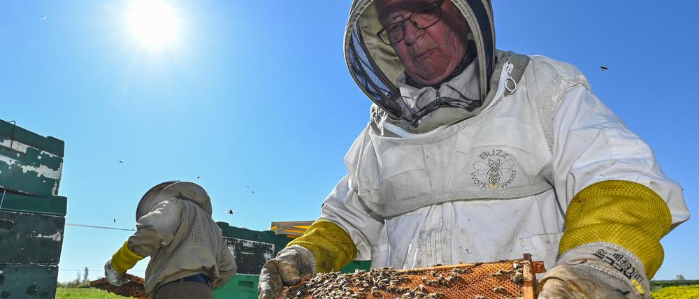 PRODUKTION - 09.05.2023, Brandenburg, Niederjesar: Eberhard Theis (r), Imker, und sein Sohn Lutz überprüfen die Beuten (Bienenkästen) am Rande eines blühenden Rapsfeldes. Bienen finden nach Einschätzung des Imkerverbandes Brandenburg derzeit gute Bedingungen für das Sammeln von Pollen und Nektar, auch wenn sie wegen des kühleren Wetters in diesem Jahr etwas später ausfliegen. (zu dpa: «Imkerverband: Bienen finden gut gedeckten Tisch») Foto: Patrick Pleul/dpa +++ dpa-Bildfunk +++