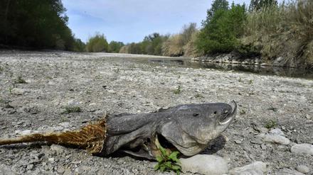 Der Fluss Agly im Südwesten Frankreichs ist ausgetrocknet (Archivbild).