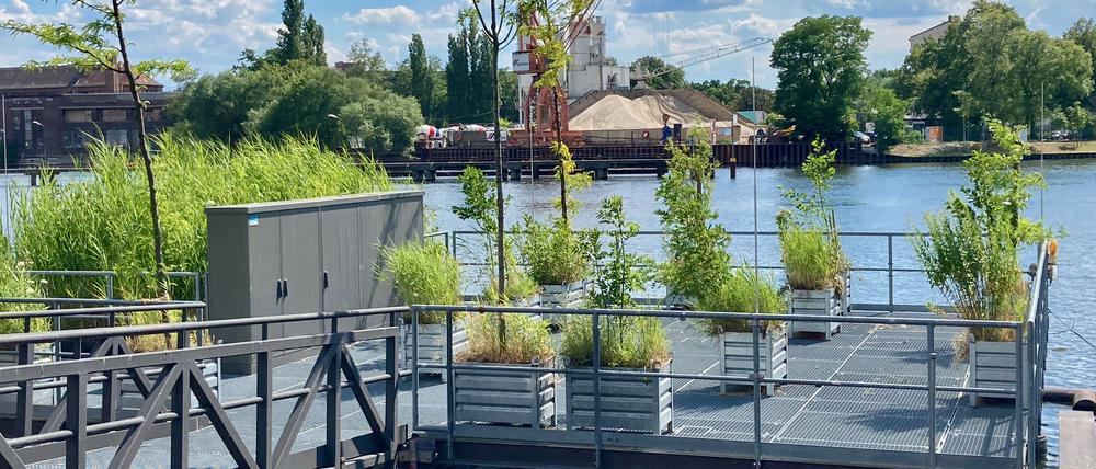 Mit den Pflanzencontainern und dem hohen Schilf sah die Plattform auf der Spree am Osthafen aus wie eine Inseloase.