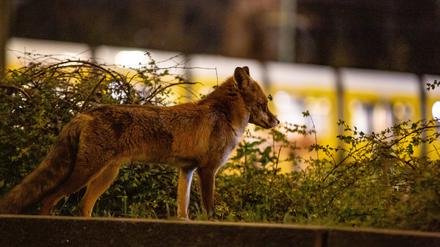 Ein Rotfuchs ist zur späten Stunde am Alexanderplatz unterwegs. Berlin Mitte, Deutschland 